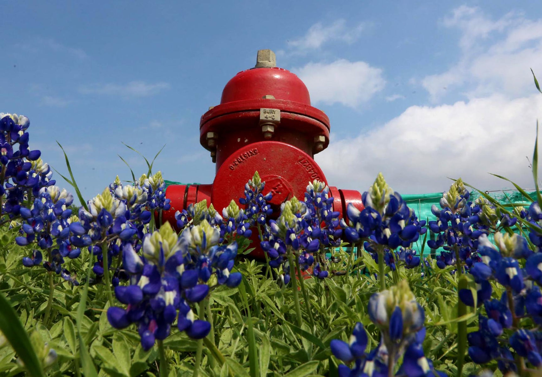 blue bonnets